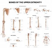 image of medical  - Bones of the upper extremity - JPG 