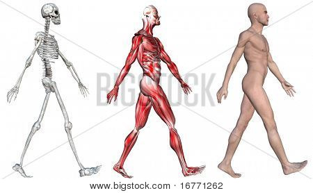 ILUSTRACION DEL ESQUELETO HUMANO ilustracion del esqueleto humano: