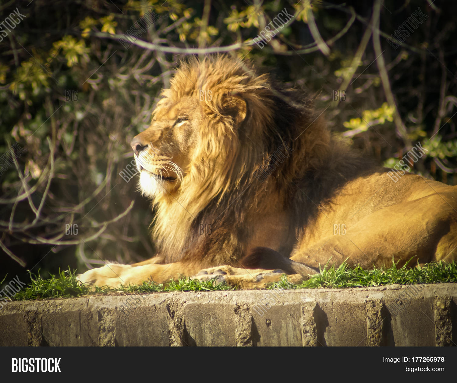 Image Squinting Lion Spanish Zoo Image & Photo Bigstock