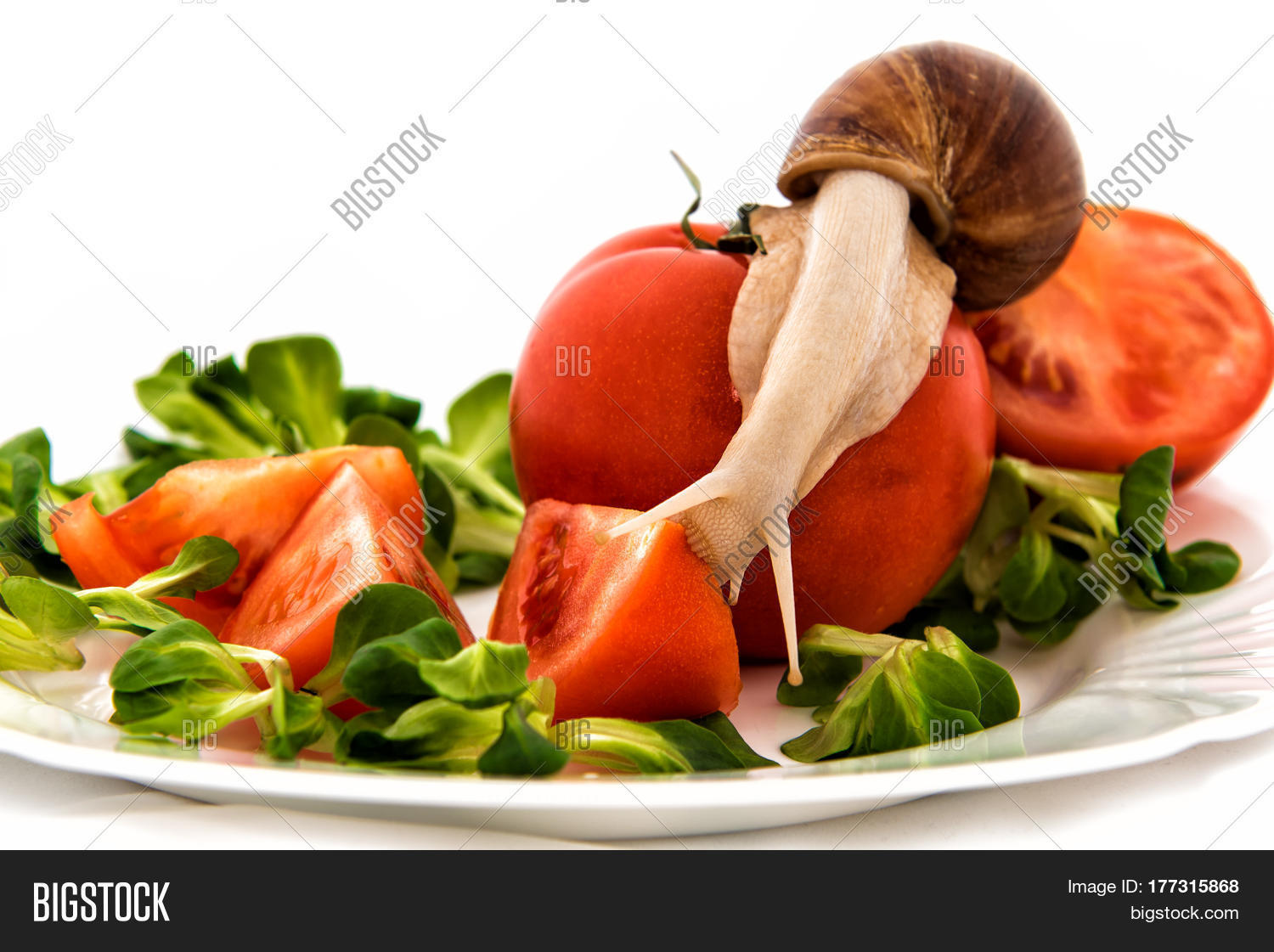 Snail Eating Tomato Green Salad Image & Photo Bigstock