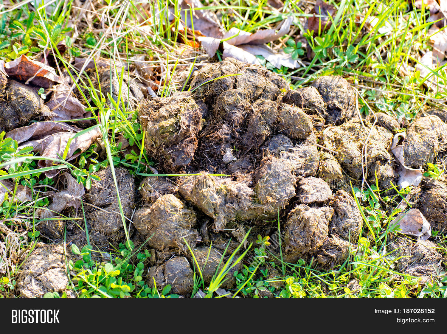 Horse Poop On Floor Grass Image & Photo Bigstock