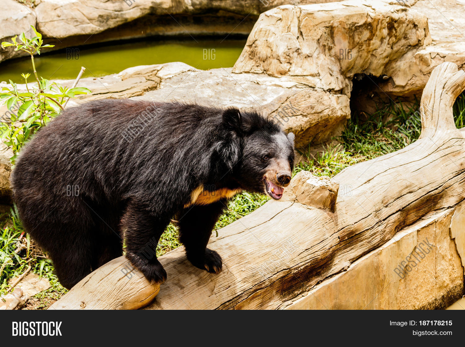 Black Bear Forest Asia Thailand Image & Photo | Bigstock