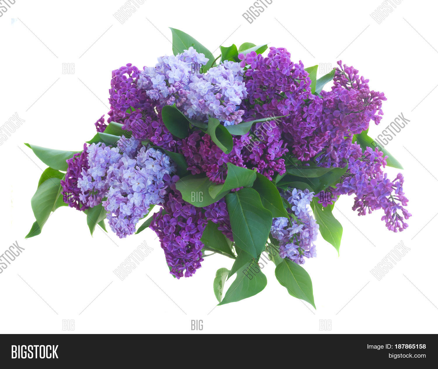 Fresh Cut Lilac Flowers Delivered Fresh Cut Purple Lilac Flowers In