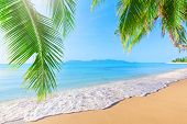 stock photo of beach  - Palm and tropical beach - JPG 