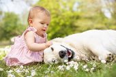 pic of outdoor  - Baby Girl In Summer Dress Sitting In Field Petting Family Dog - JPG 