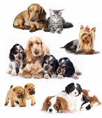 foto of group  - Group of cats and dogs in front of white background - JPG 