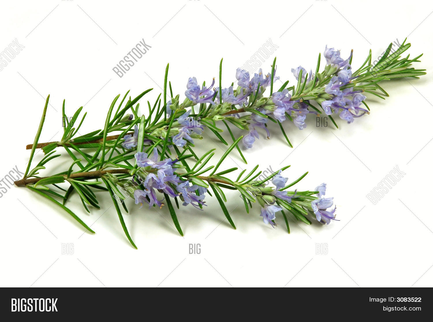 Rosemary Flowers Image & Photo Bigstock