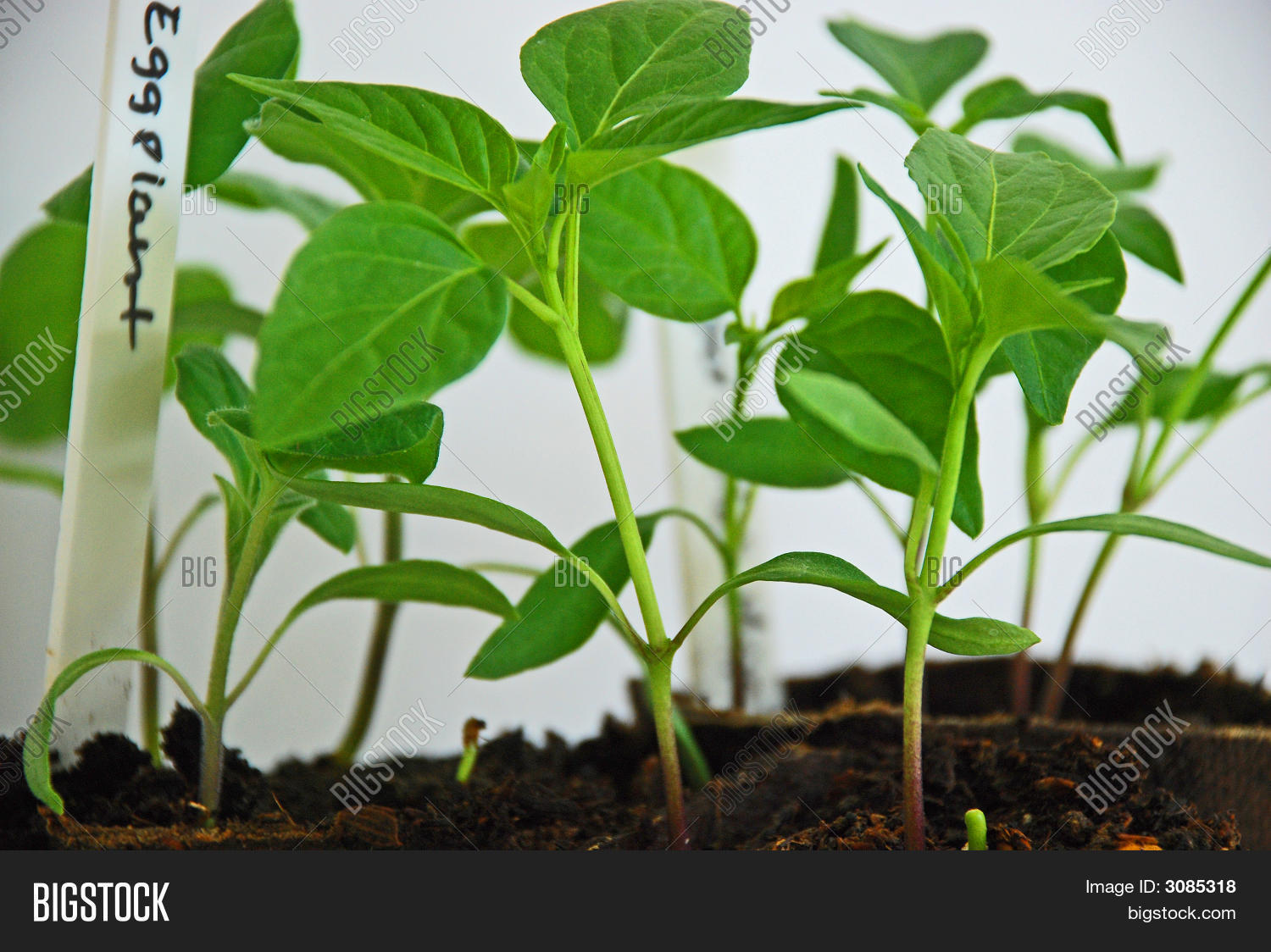 Eggplant Seedlings Image & Photo Bigstock