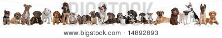 Picture or Photo of 22 puppy dogs in a row in front of a white background