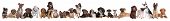 pic of group  - 22 puppy dogs in a row in front of a white background - JPG 