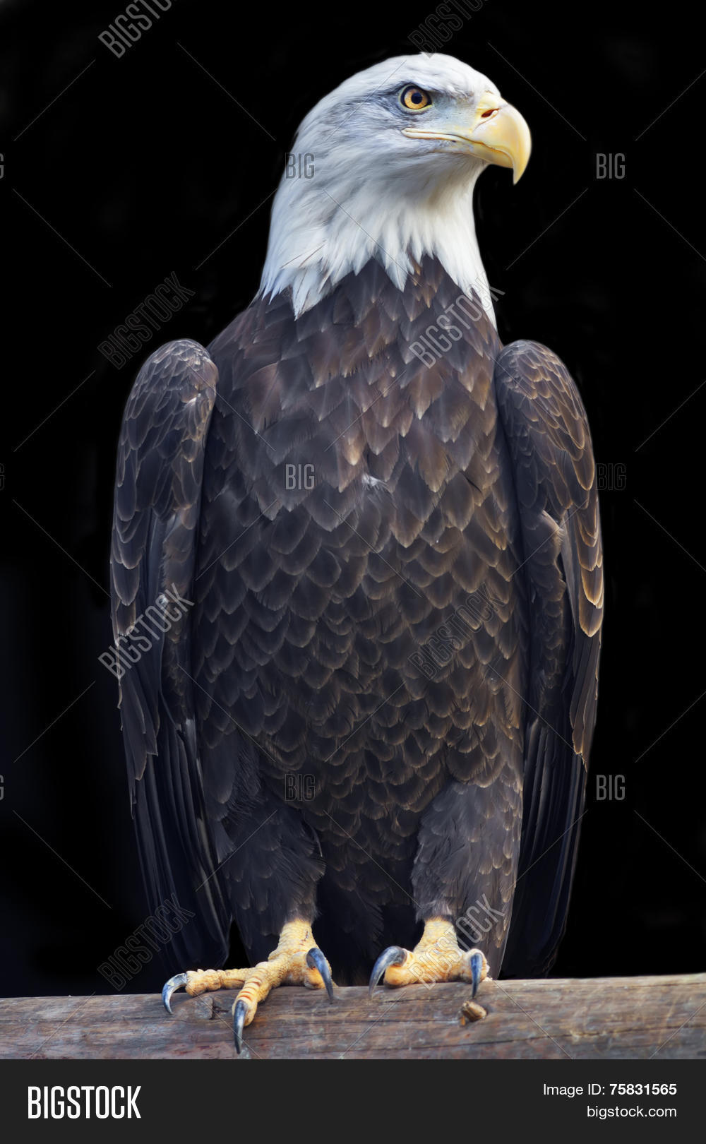 Full Length Portrait Bald Eagle Image & Photo Bigstock