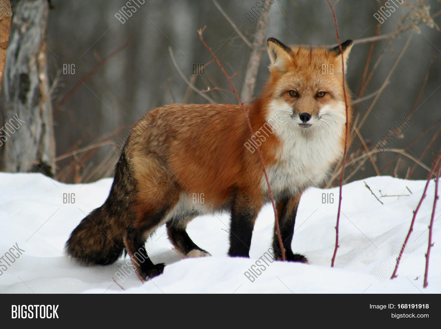 Repair Fur Coat Chicago Tradingbasis Genuine Fur Red Fox Best Clothes By Designer Sofalee Women S Short Coat Practical Reliable Products Of The Highest Quality