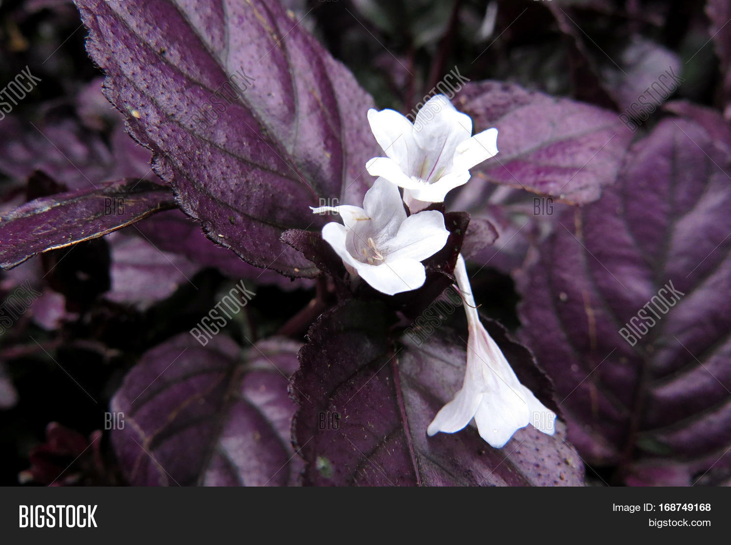 Hemigraphis Alternata Metal Leaf Ground Cover Foliage Purple Hemigraphis Alternata Metal Leaf Ground Cover Foliage Purple Leaves White Flowers