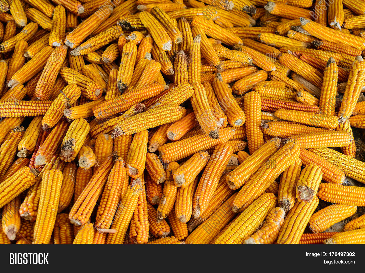 Heap Yellow Dried Corn On Cob Image & Photo | Bigstock
