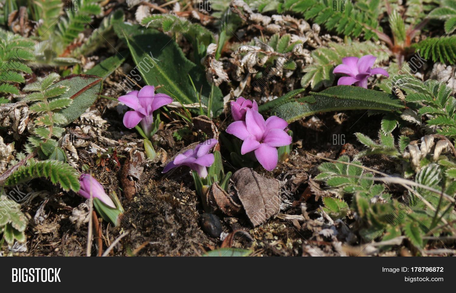 Little Pink Wildflowers Growing Image & Photo Bigstock