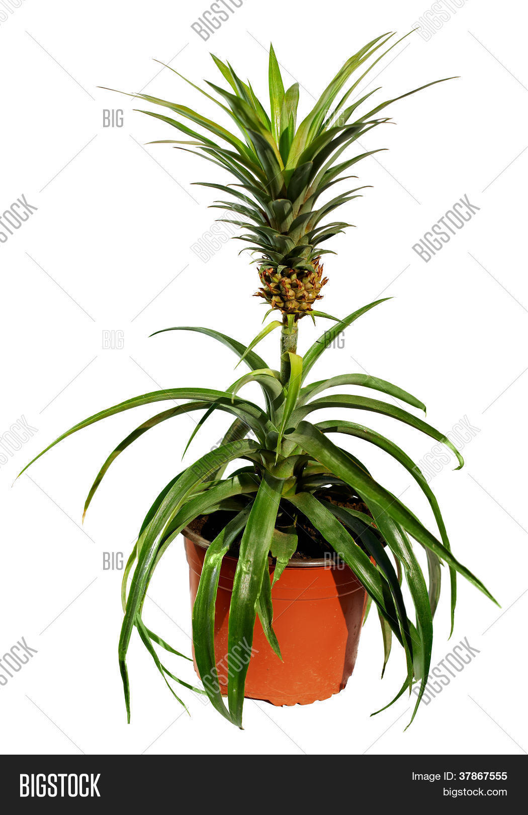 Potted Pineapple Tree With Fruit Isolated On White Stock Photo & Stock