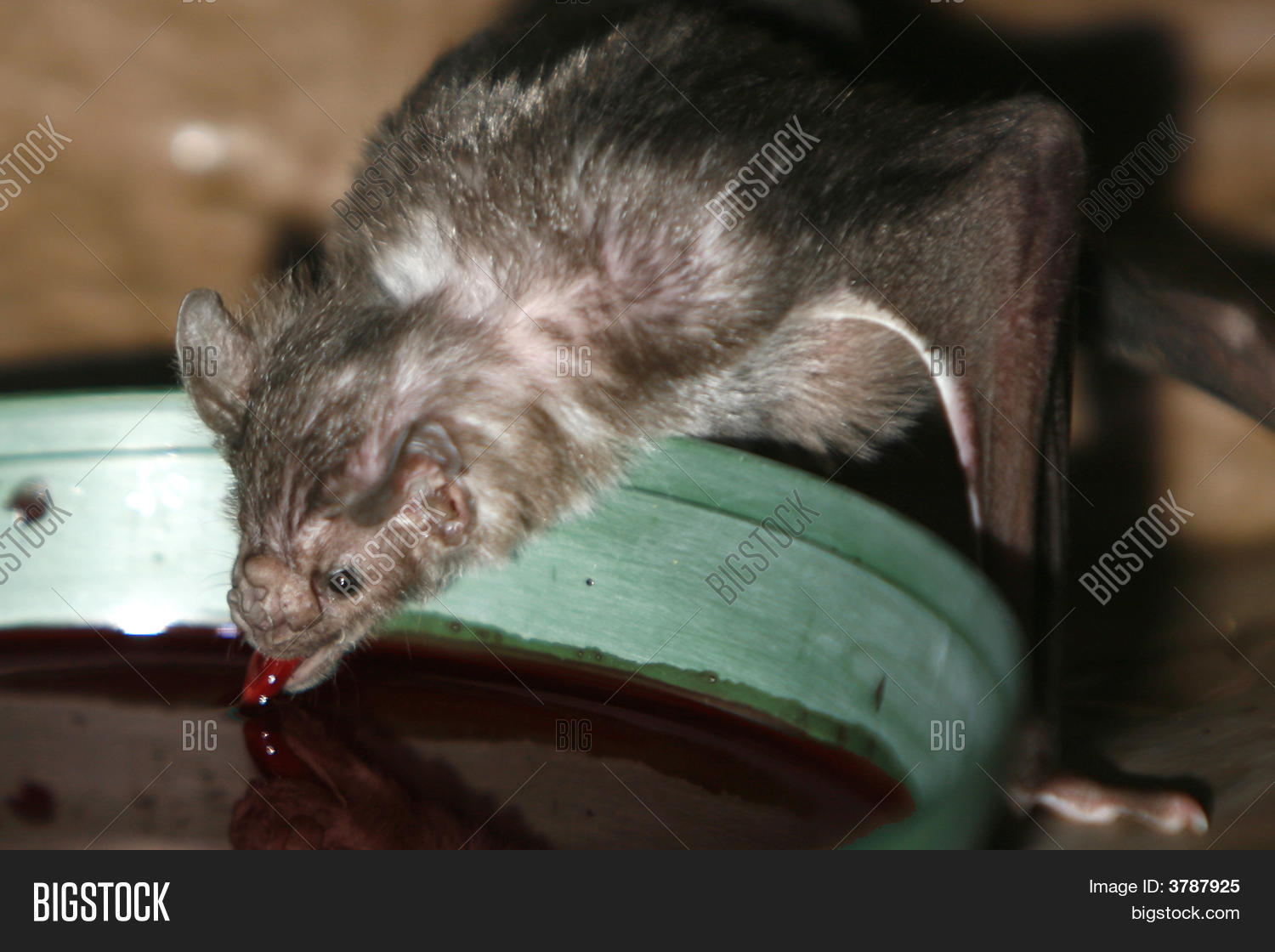 Vampire Bat Drinking Some Blood. Stock Photo & Stock Images Bigstock