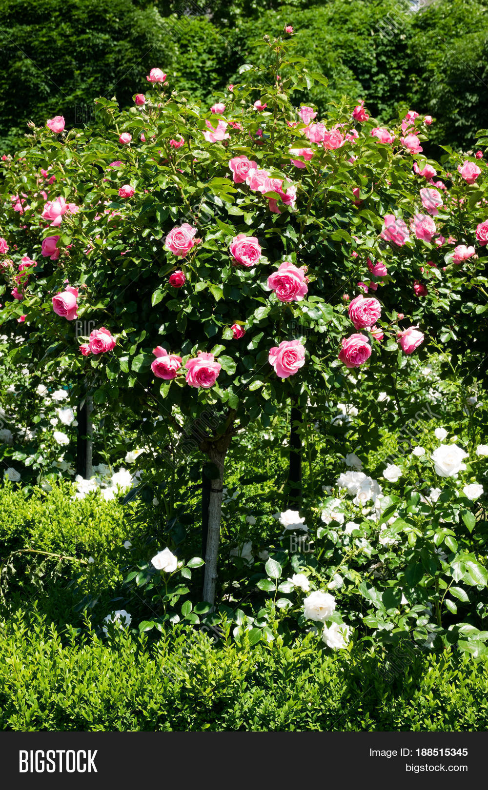 RoseTree Pink Roses Beautiful Image & Photo Bigstock