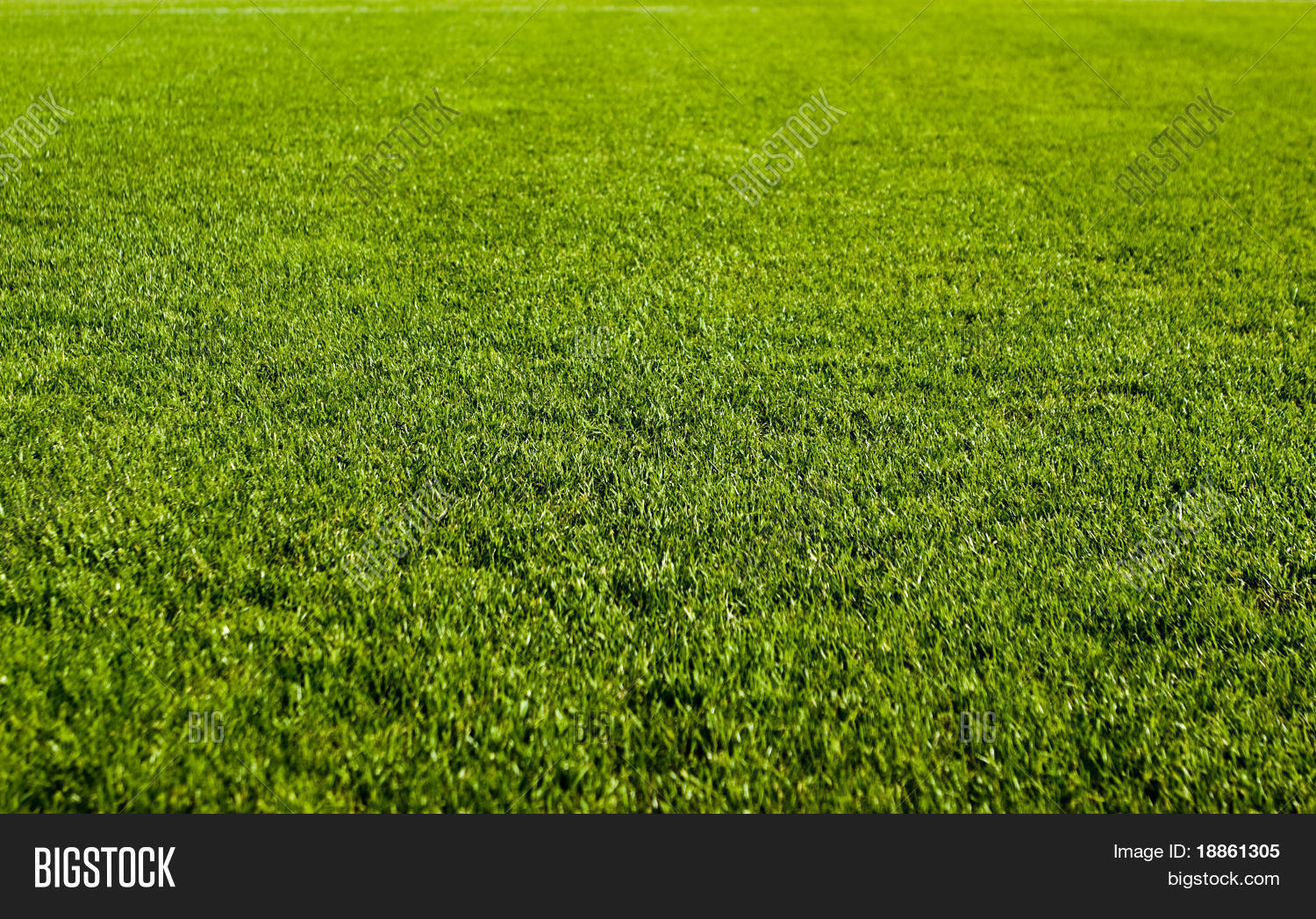Nice Green Grass Texture Form Image & Photo Nice Green Grass Texture Form Image & Photo