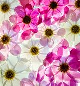 picture of close-up  - Close - JPG 