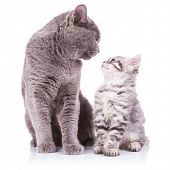 foto of english  - beautiful portrait of an adult english cat and a kitten looking deep into eachother - JPG 