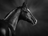 stock photo of black  - Black and white portrait of arabian stallion - JPG 