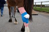 picture of horse  - Injured horse visiting the vets - JPG 