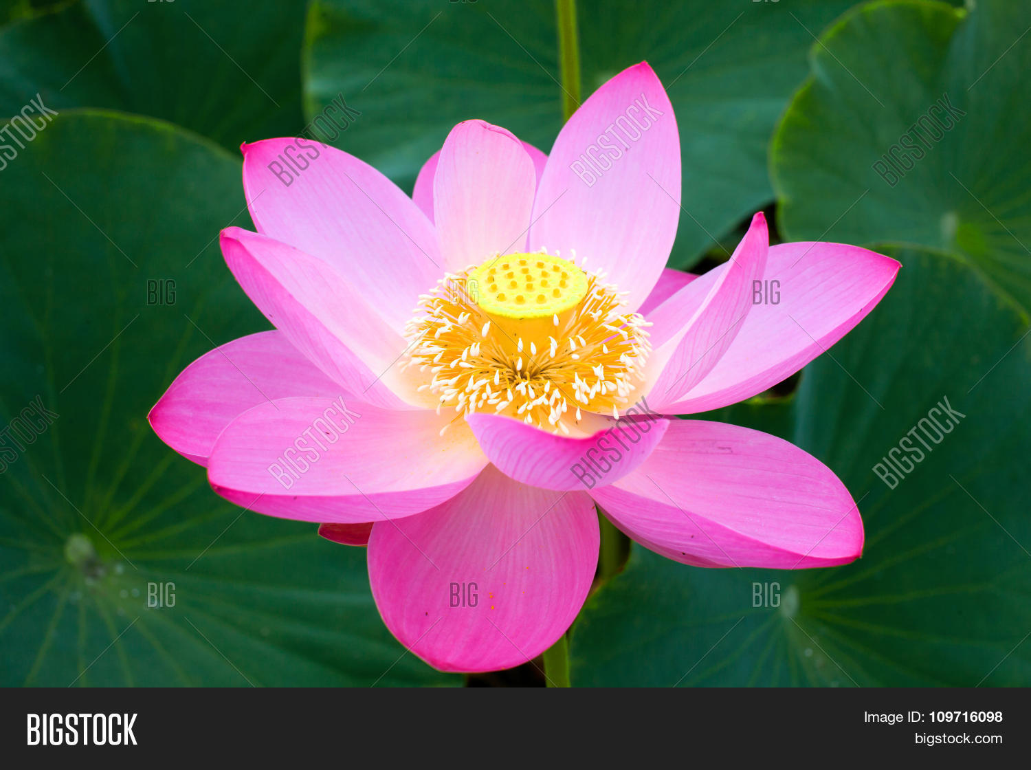 Eastern Lotus, rare and beautiful. Stock Photo & Stock Images Bigstock