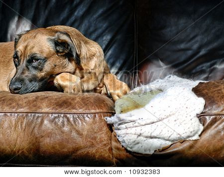 Picture or Photo of Guilty dog next to a hole she just chewed in a leather sofa