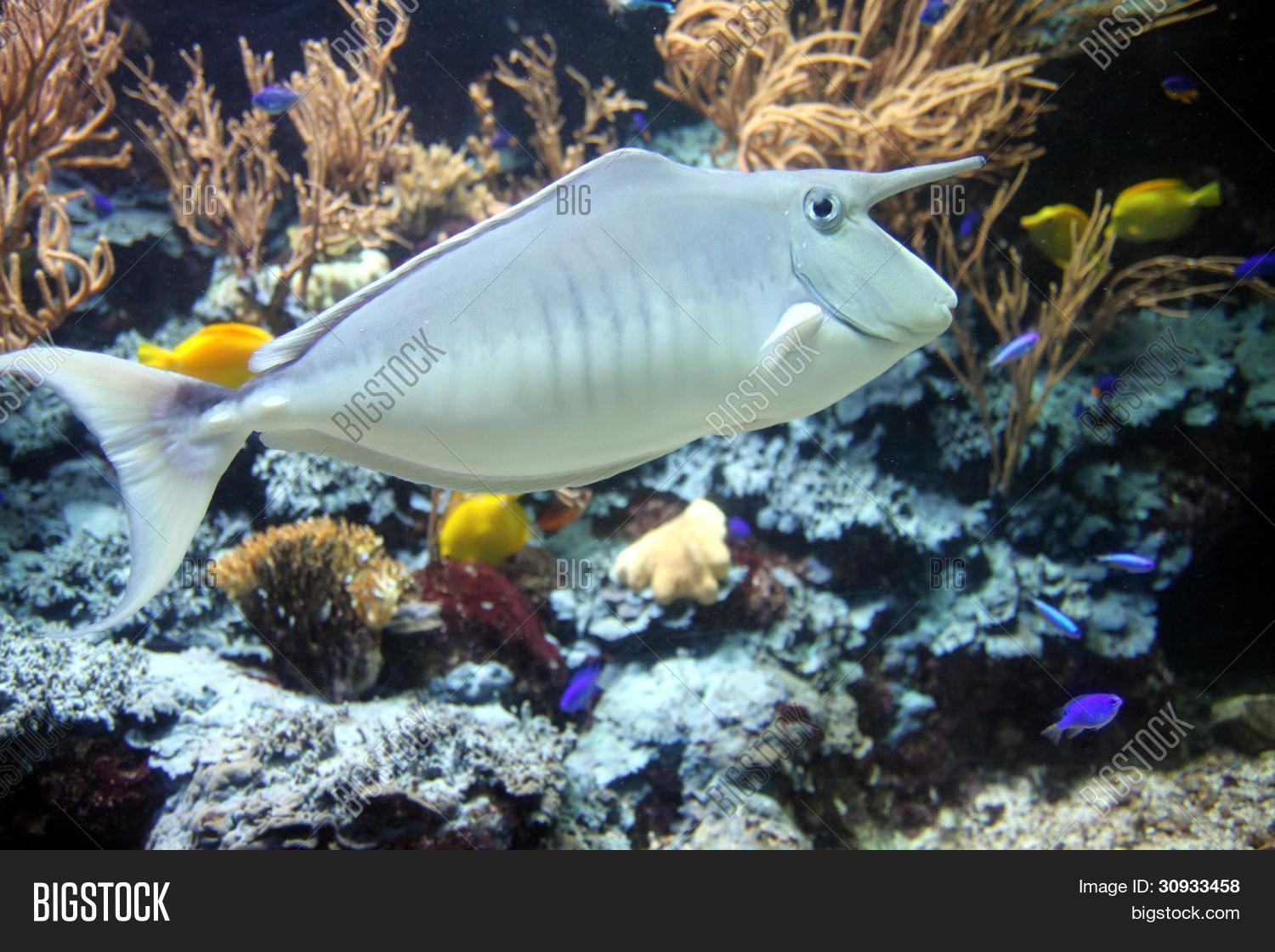 Long Nose Tropical Fish Image & Photo | Bigstock