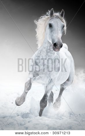 Picture or Photo of White horse runs gallop in winter front