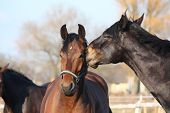foto of horse  - Brown and black horses nuzzling each other - JPG 
