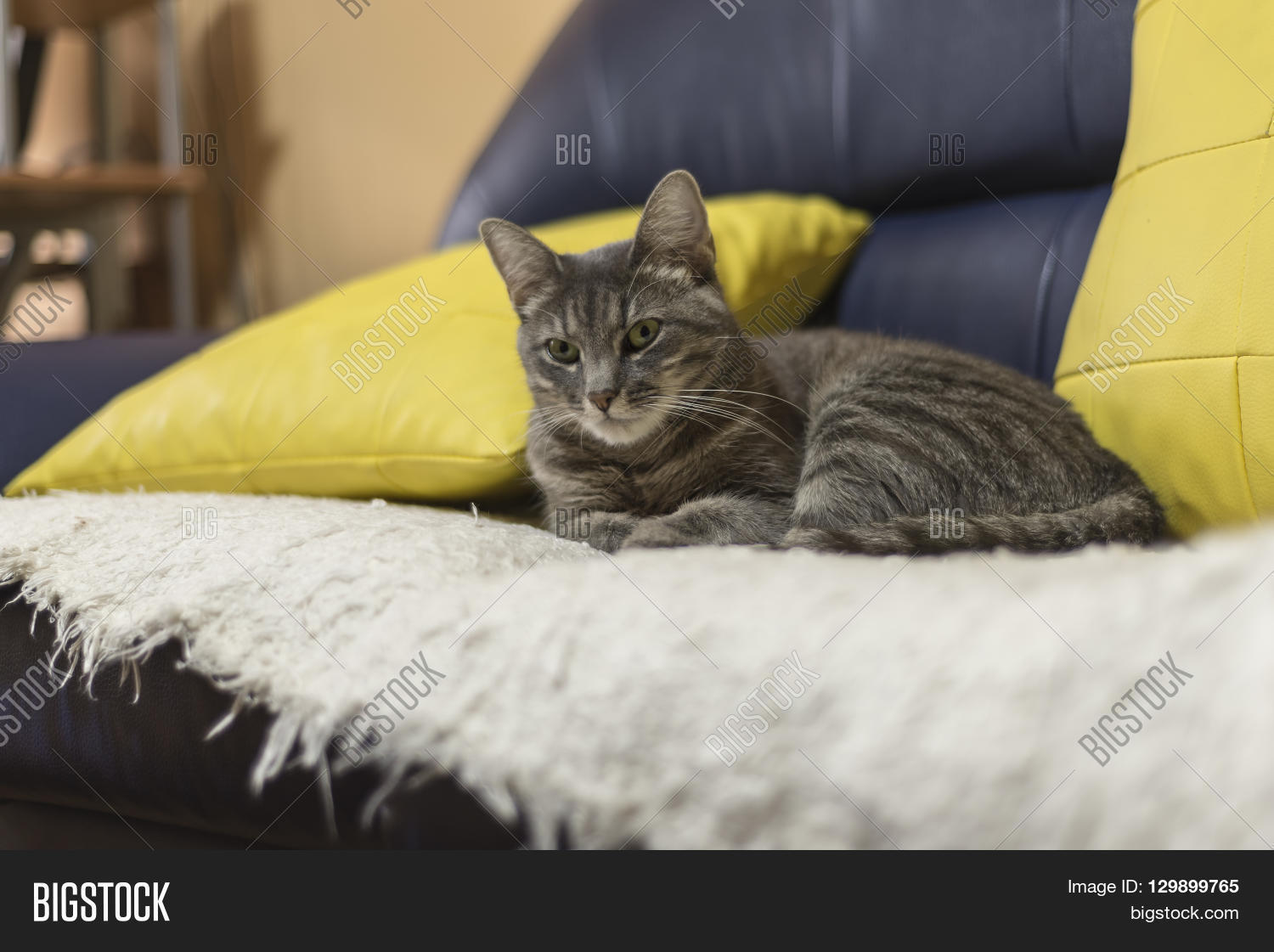 Lazy Cat Lay Down On The Couch Lazy Cat Lay Down On The Couch