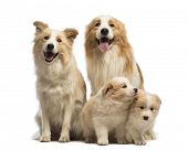 picture of animals  - Border collie family - JPG 