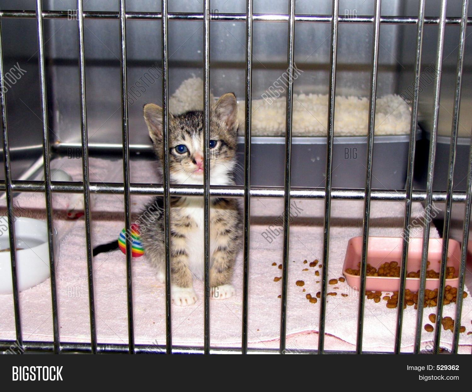 Tiny Kitten Cage Image & Photo Bigstock