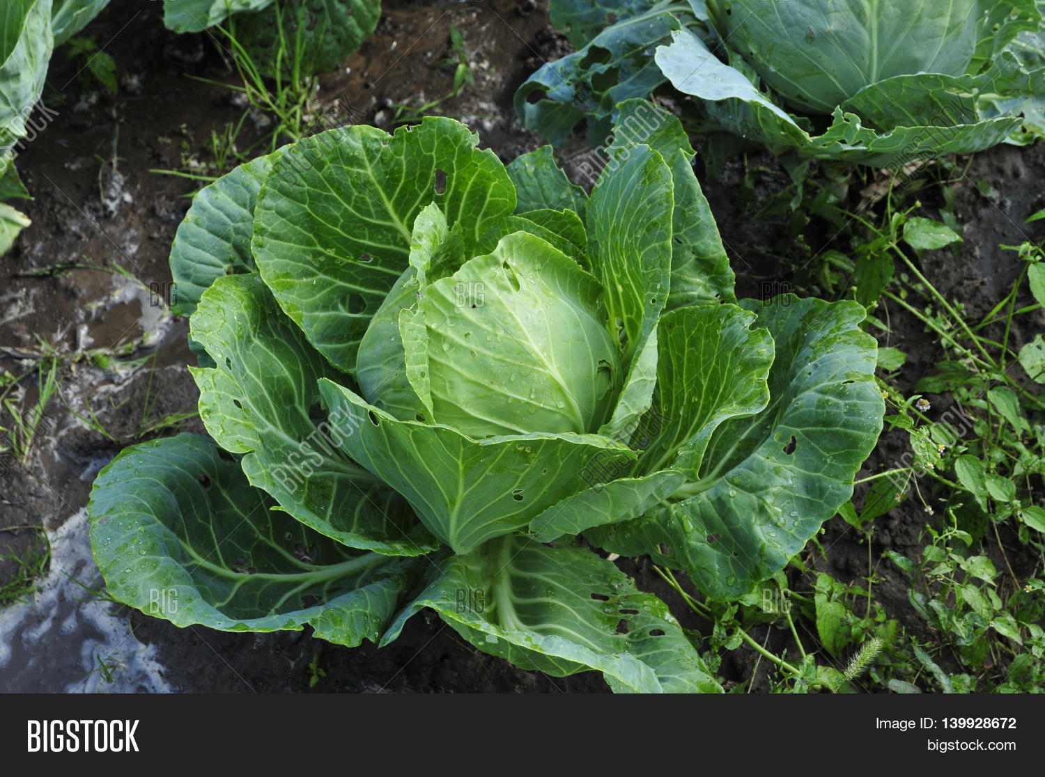 Cabbage (Brassica Oleracea) Image & Photo Bigstock