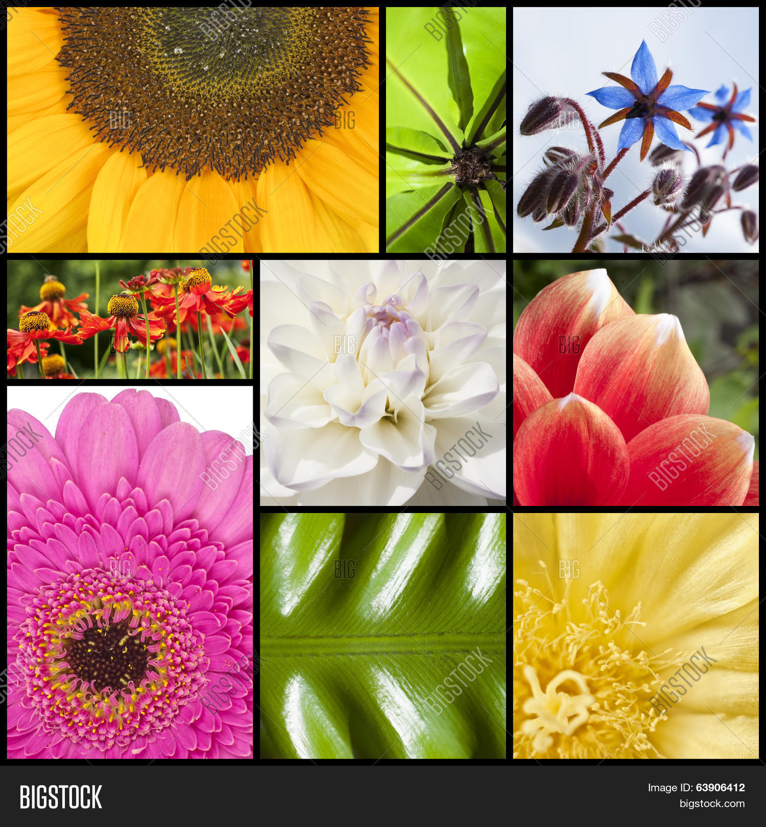Flowers Collage Фотографии, картинки, изображения и сток-фотография без Коллаж цветы : картинки и изображения цветы коллаж, скачать рисунки на