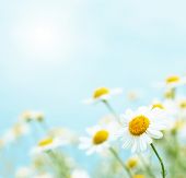 stock photo of tranquil  - Daisies in the morning - JPG 