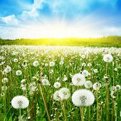 stock photo of blue sky  - Field of dandelions - JPG 