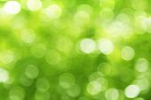 pic of nature  - Natural green blurred background - JPG 