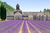 picture of france  - Abbey of Senanque and blooming rows lavender flowers - JPG 