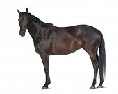 image of horse  - Belgian Warmblood horse - JPG 