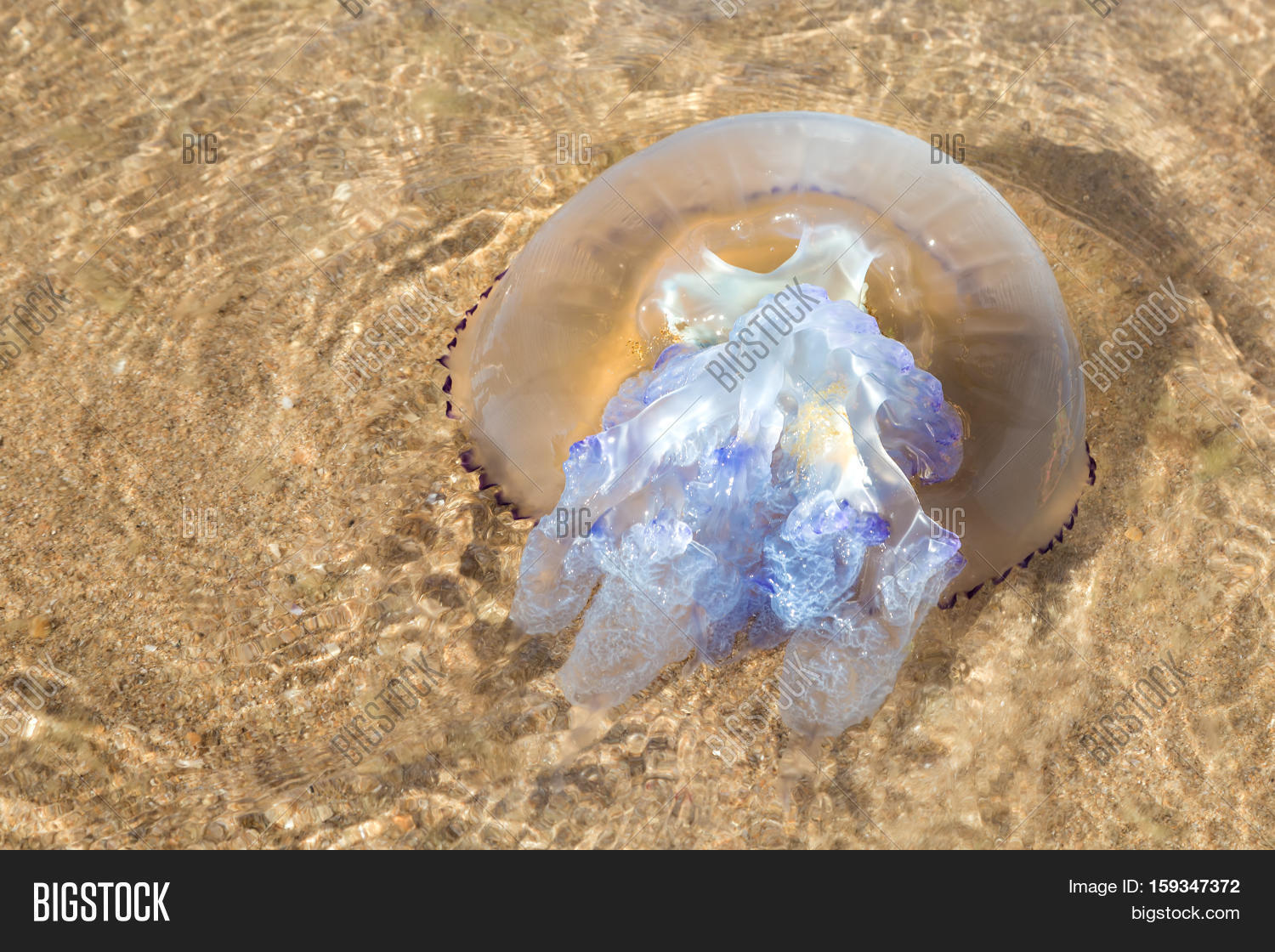 Large jellyfish in shallow water of the sea Stock Photo & Stock Images