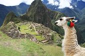 picture of pre  - Llama at Historic Lost City of Machu Picchu  - JPG 