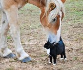foto of horse  - Big Belgian Draft horse curiously nibbling on a black - JPG 