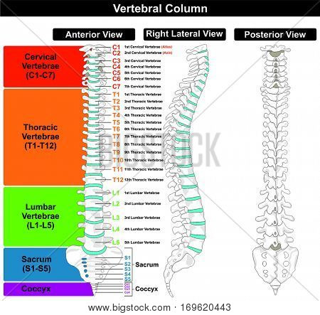 Poster: Vertebral Column spine structure of