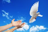 stock photo of religion  - hands released into the blue sky to the sun a white dove - JPG 