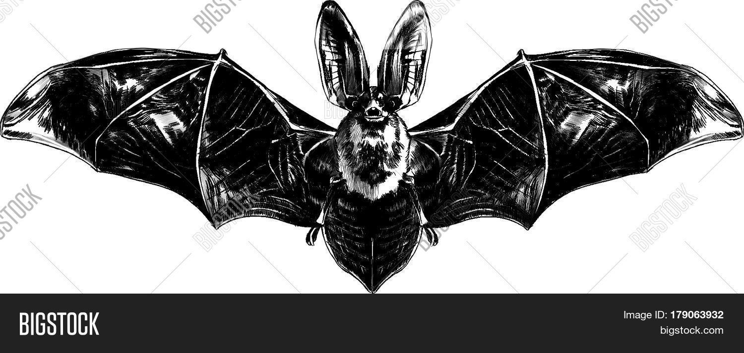 Bat Open Wings Symmetrical Pattern Vector & Photo Bigstock