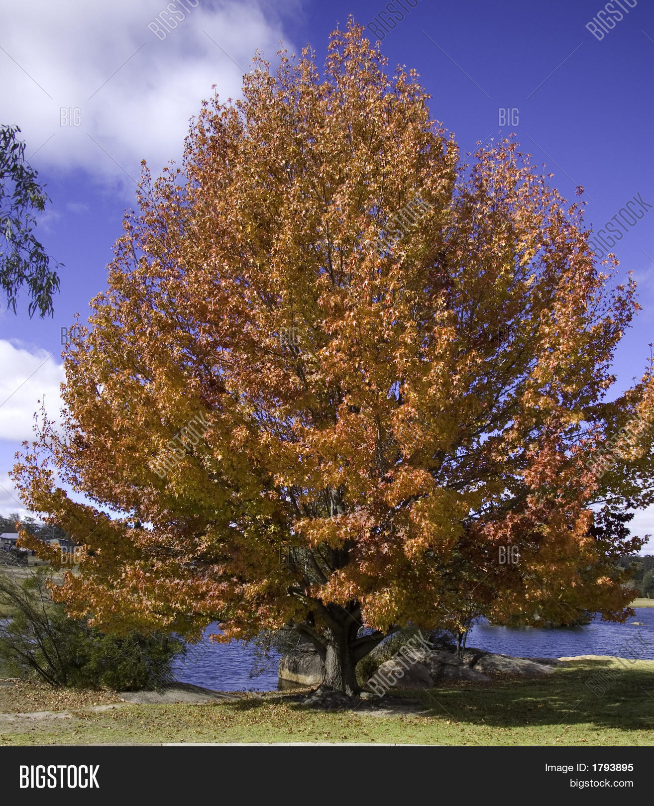 Liquid Amber Tree Image & Photo Bigstock