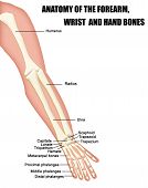 picture of education  - Anatomy of the Forearm Wrist and Hand Bones  - JPG 